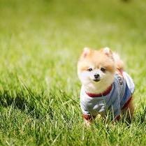 黑螺