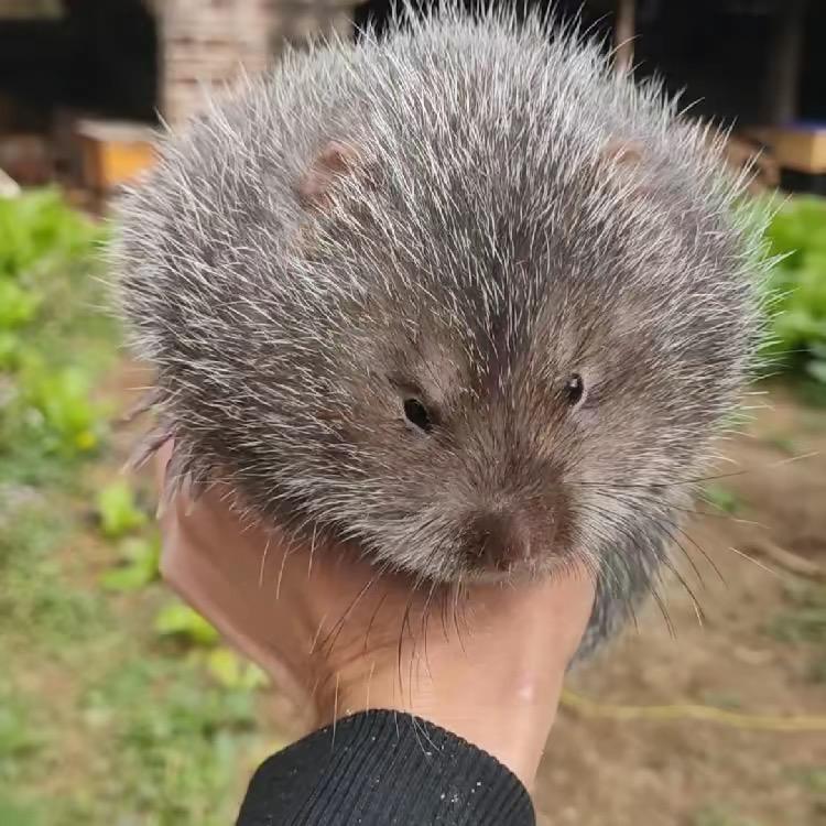 竹鼠养殖基地