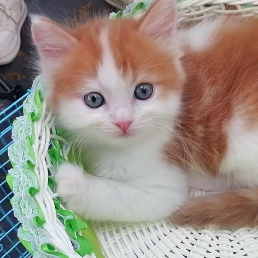 别谈ঞᩚ如果꧔ꦿ᭄