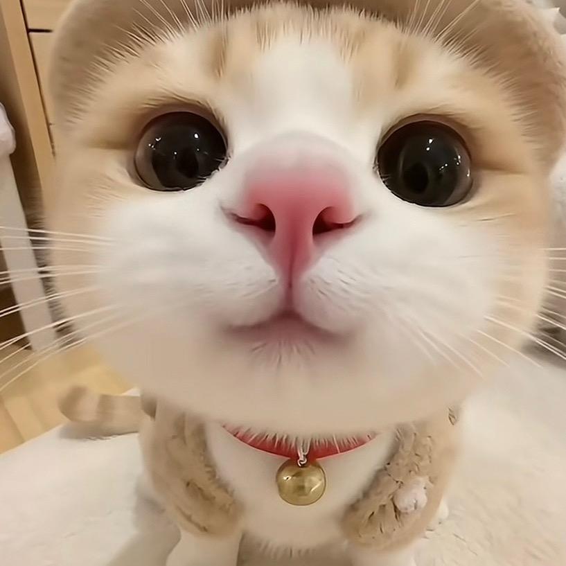🦊酱酱