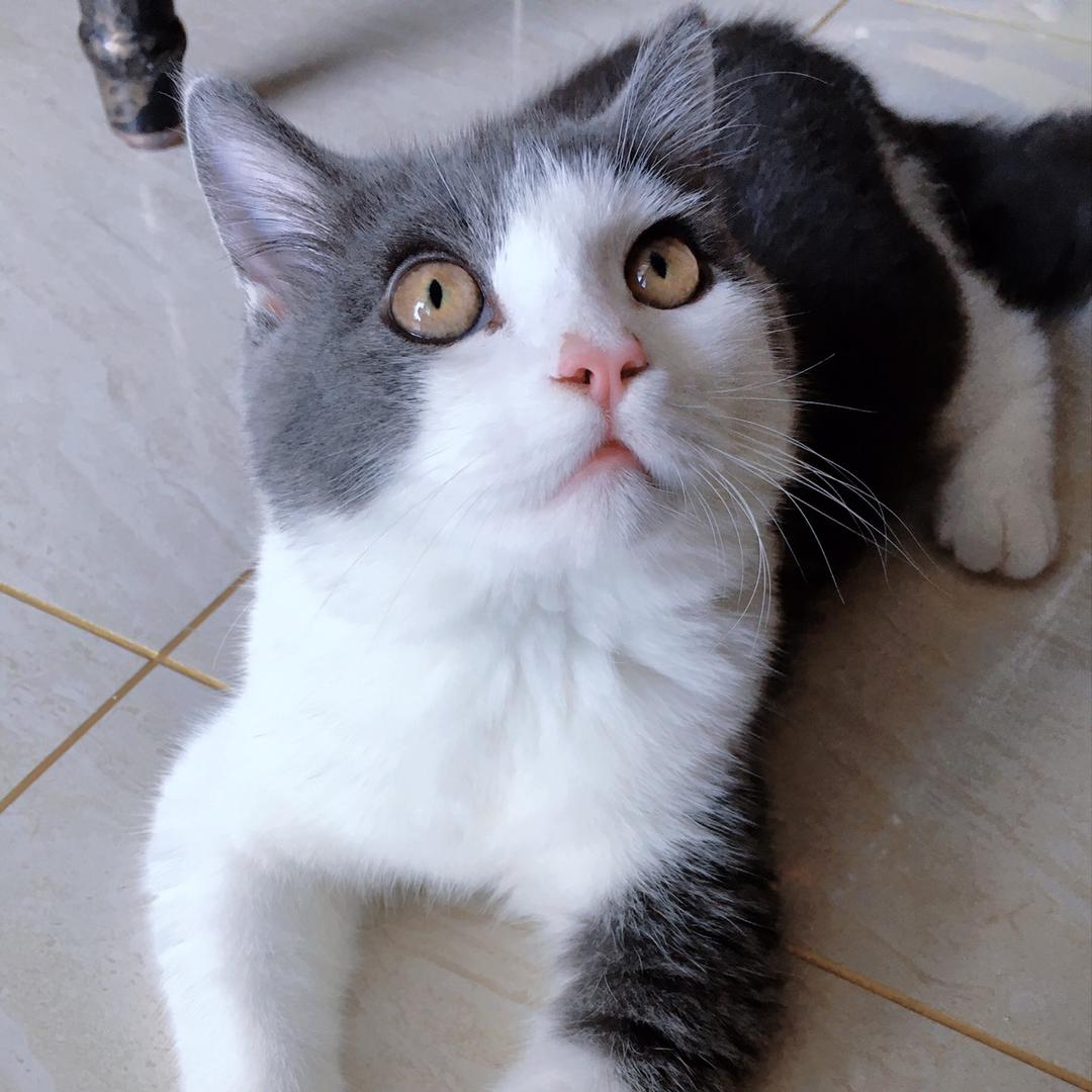 公子是只猫