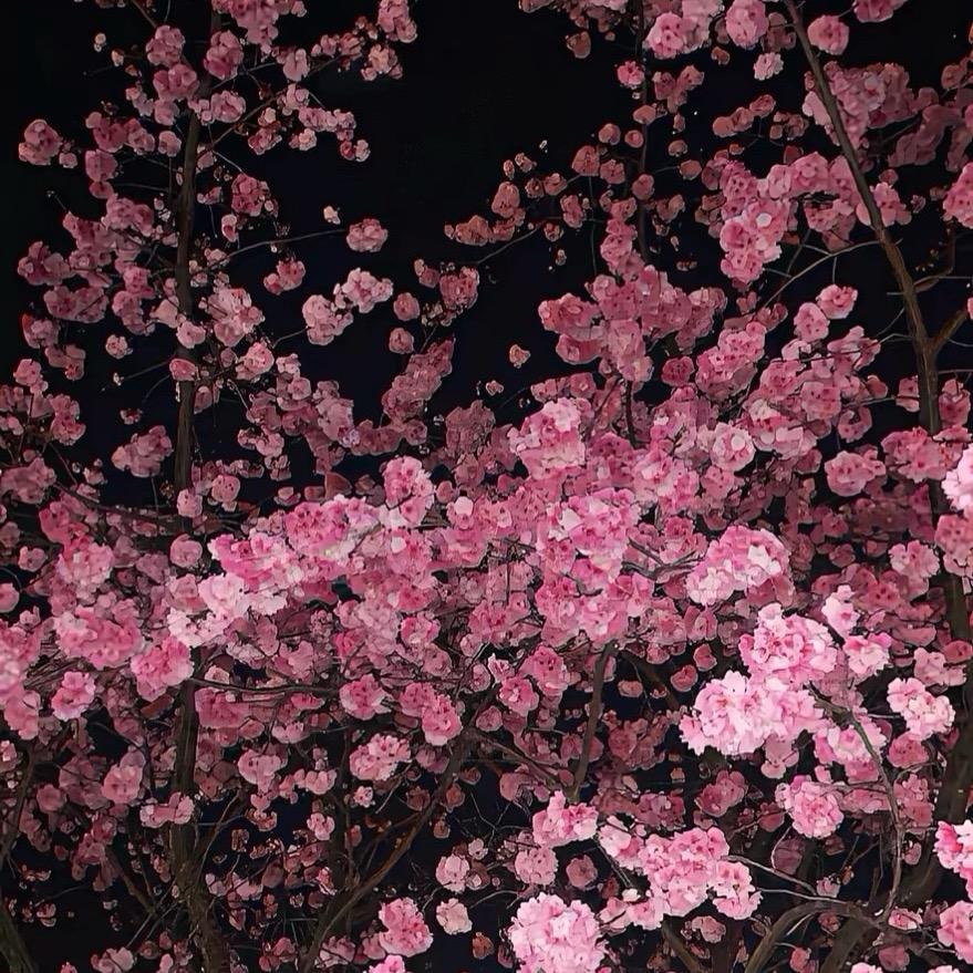 樱桅