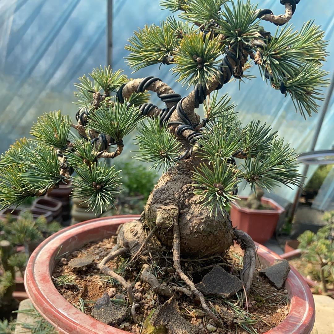 春禾澜花卉市集