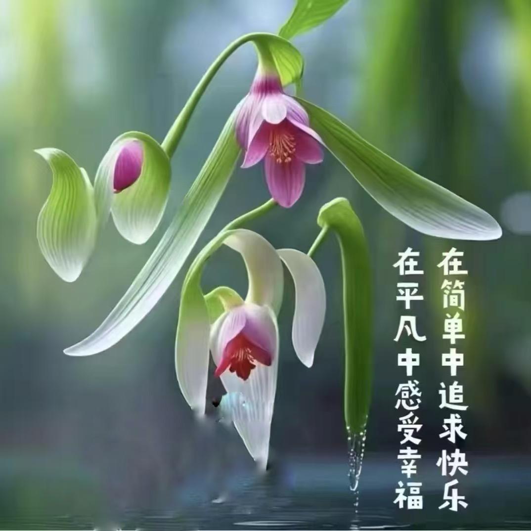🍎金鸡报晓🍎