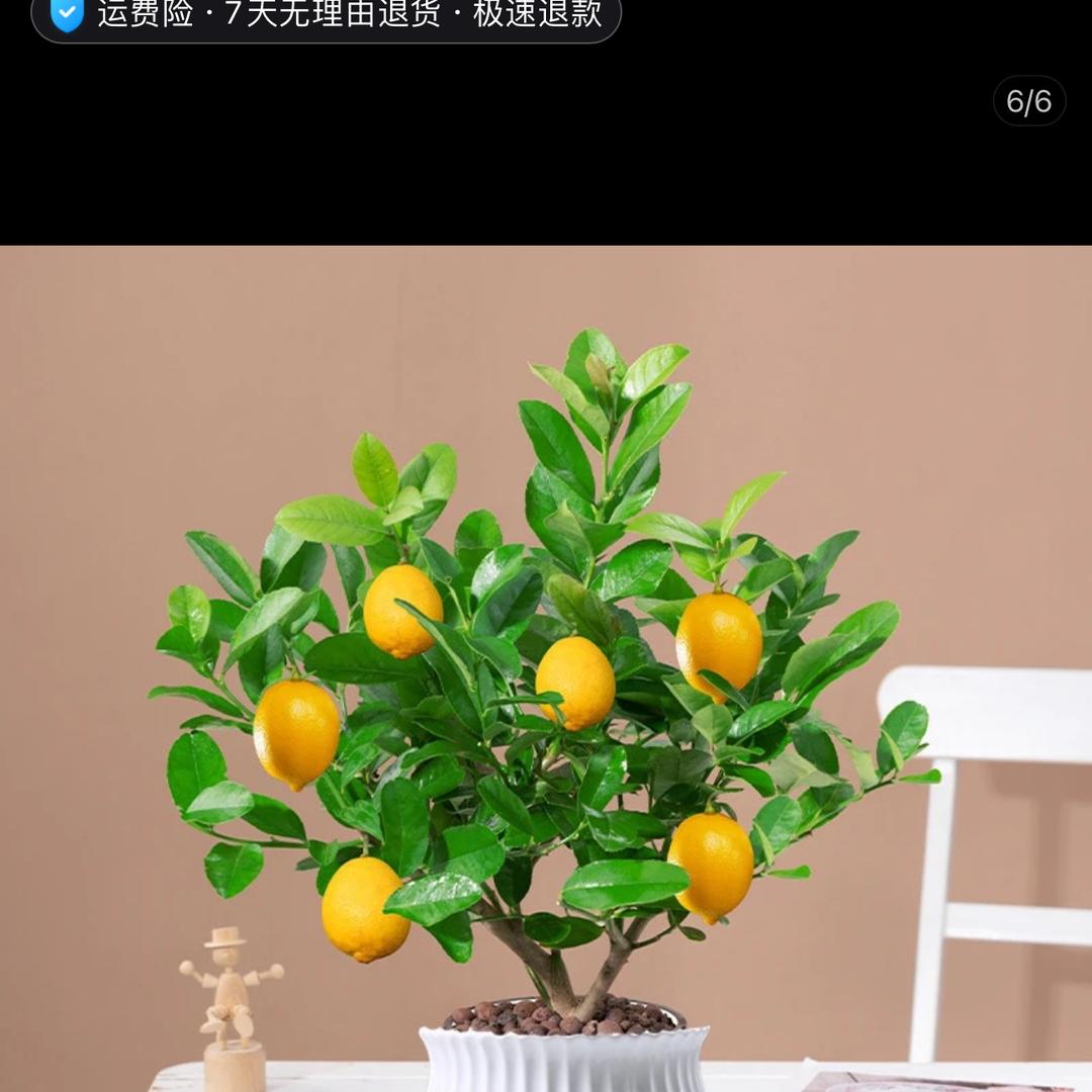 木槿苗木基地