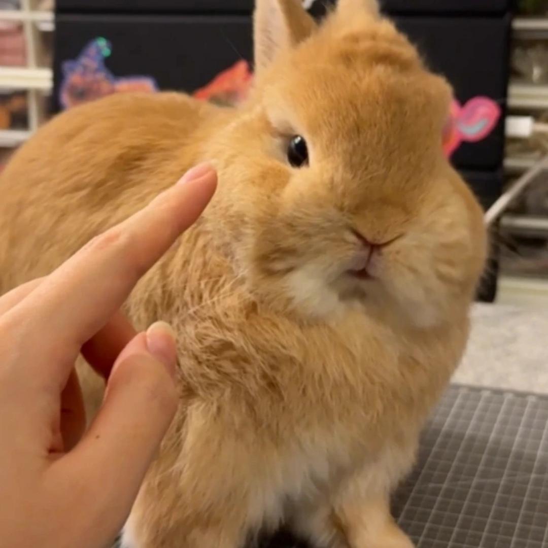 0羊公主