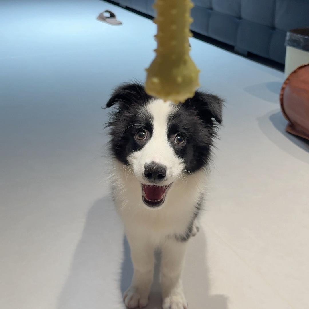 边牧37的零食库