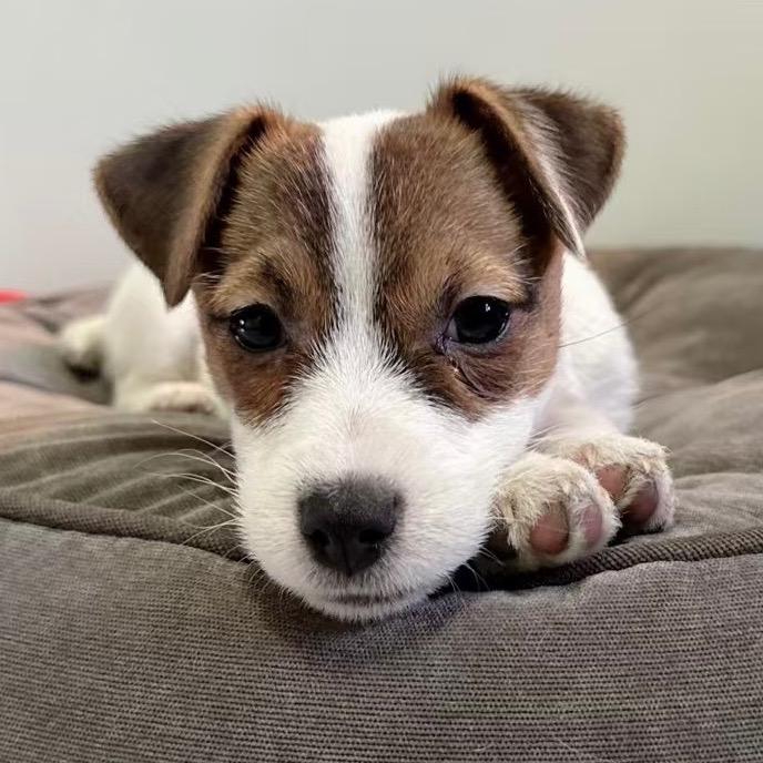 忆宠空间犬舍（杰克罗素梗）