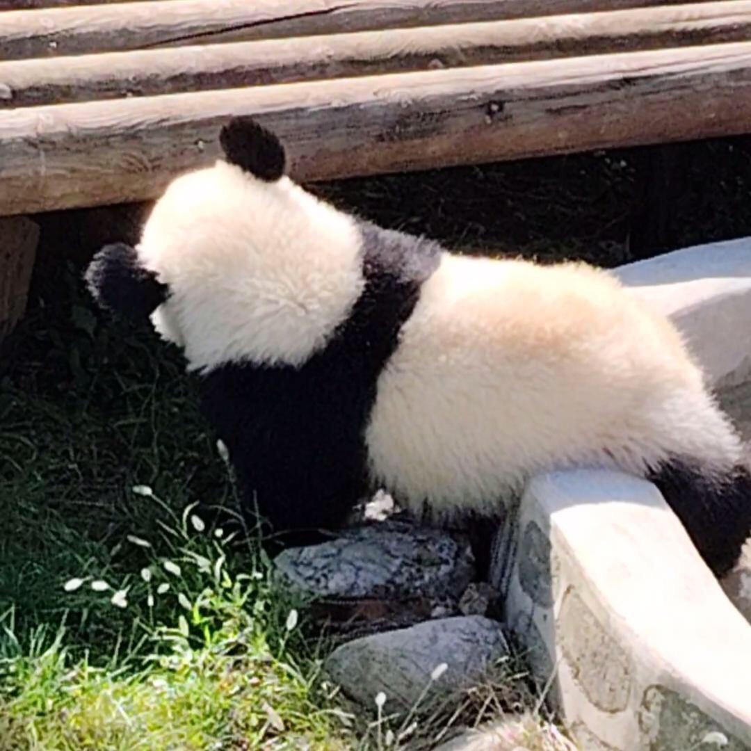 秦大朵和它的小伙伴『细水度流年』