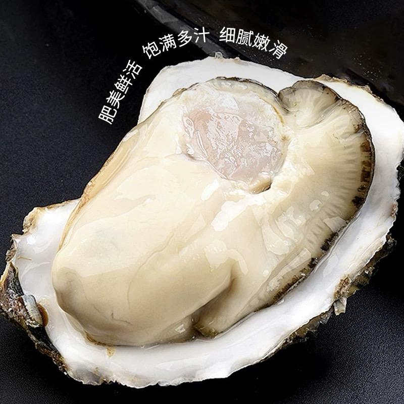 湛江祝氏生蚝养殖