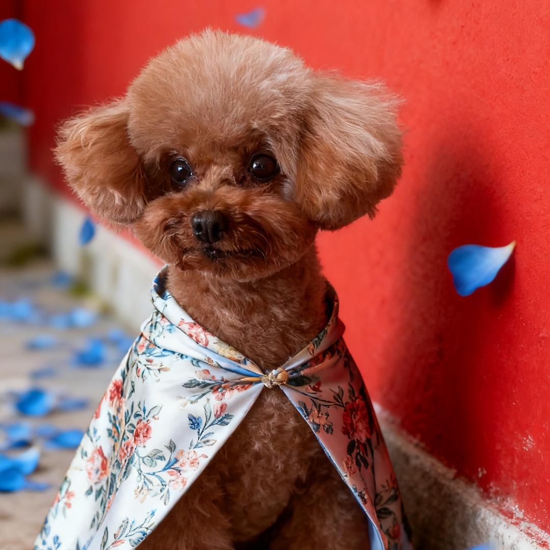 💫甄妮🌟🎙️的橱窗啥都有💫