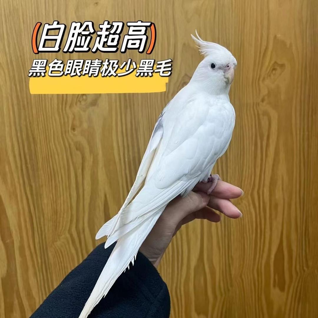 吴教兽《养鹦鹉》