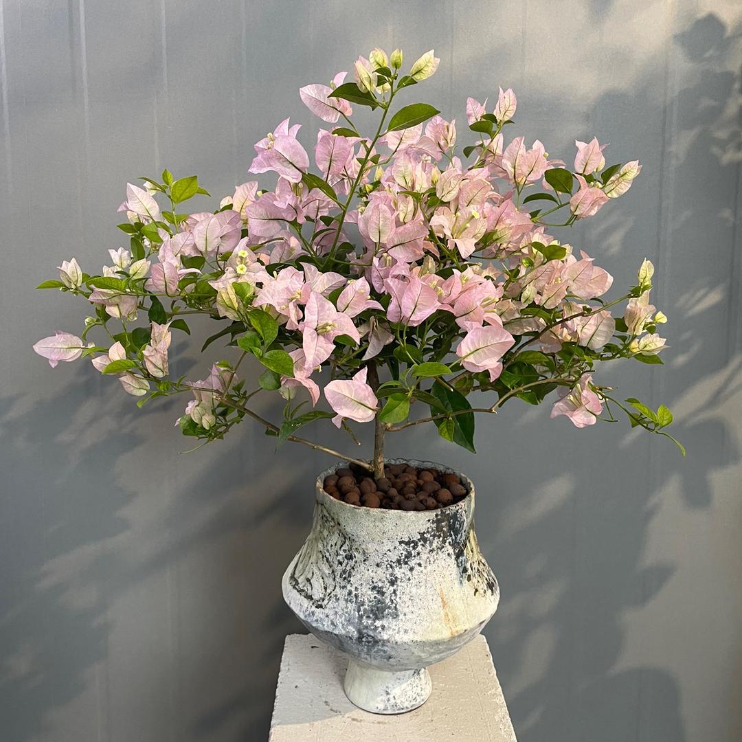 三角梅精品花卉1