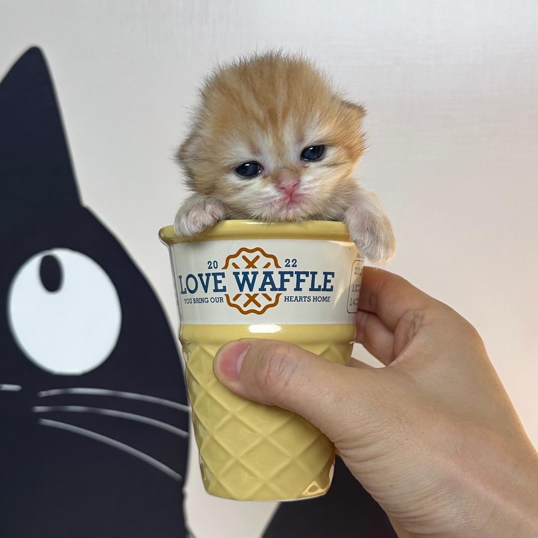 一群猫