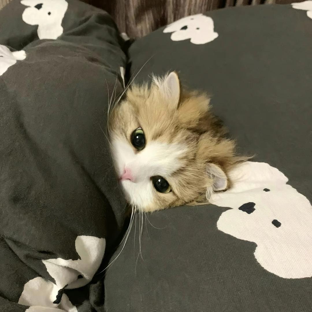 小猪统治世界