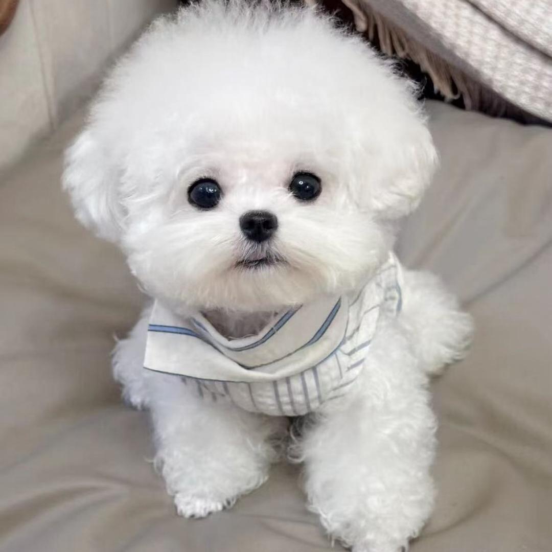 博美比熊