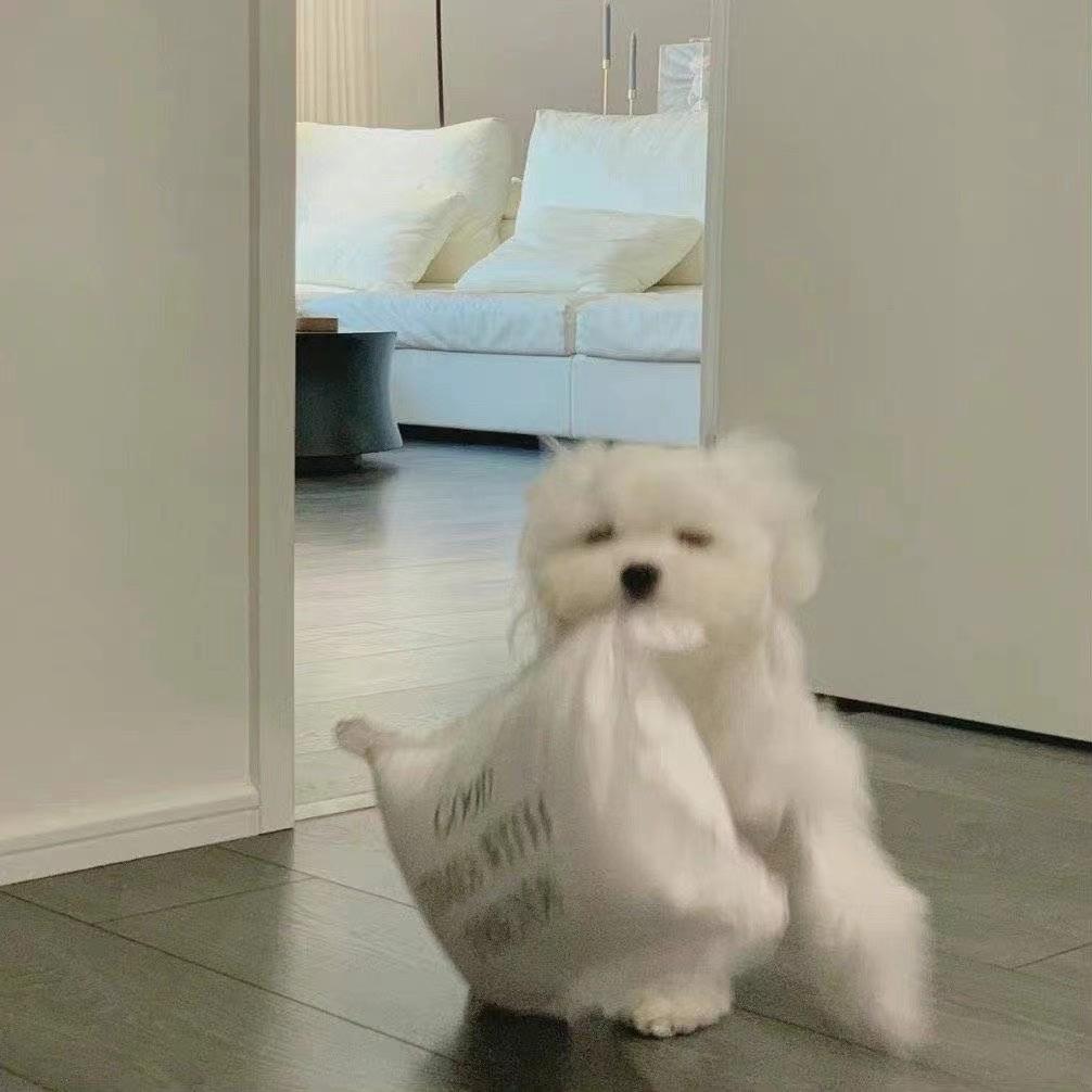 树下空巷猫