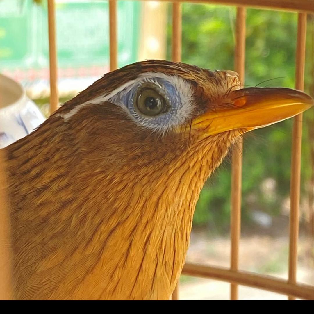鸟玩W