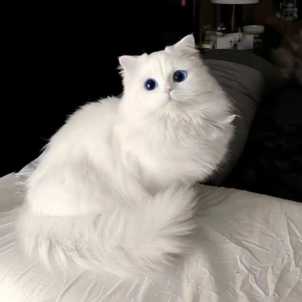 狸猫太子