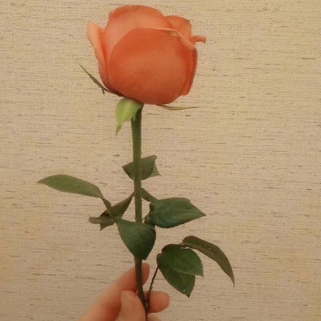 🌹花花