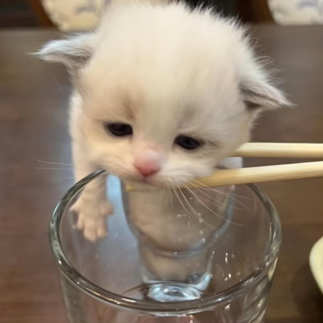 爆肚张飞