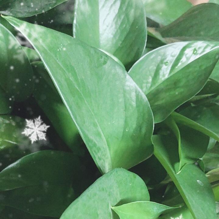 铮铮hZZ