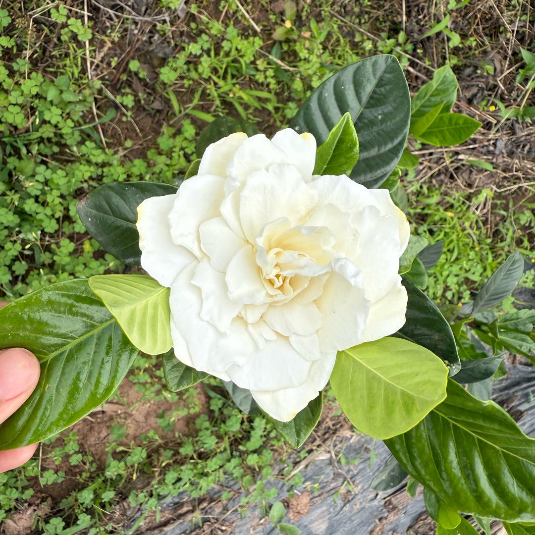 容之源农品小铺（花农种植）