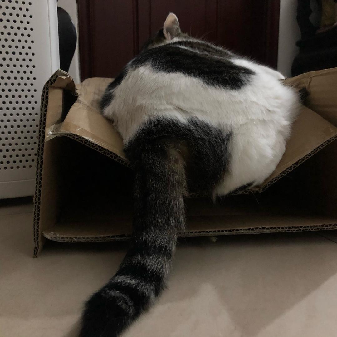 猫肥家润