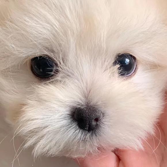 泡芙是只马尔泰