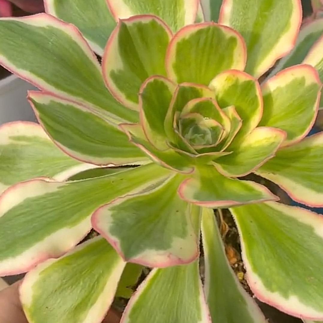 一点点法师多肉