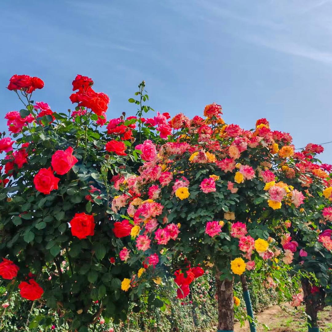 可TiAmo乐