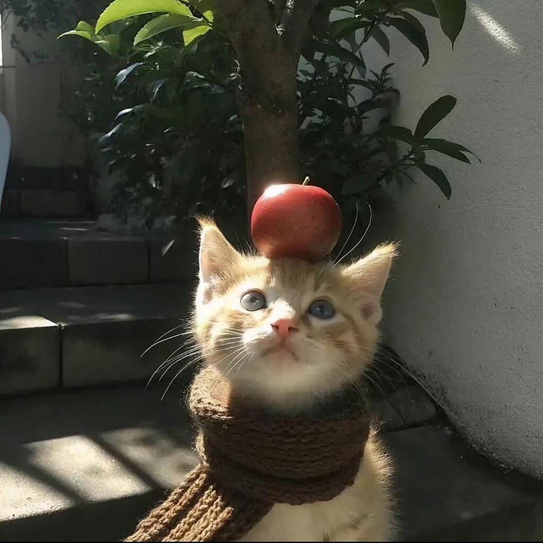 妍妍