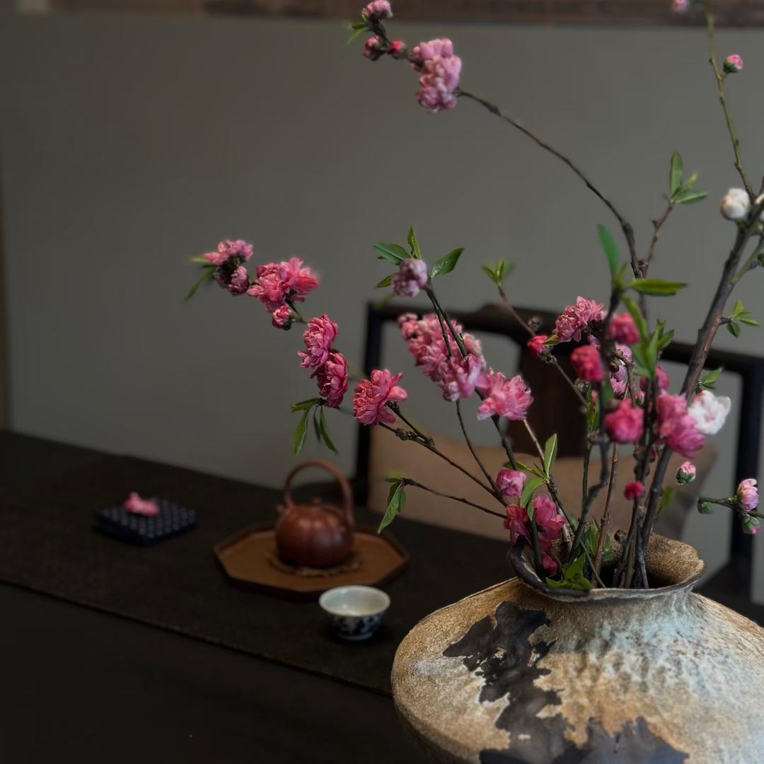 七茶梅语
