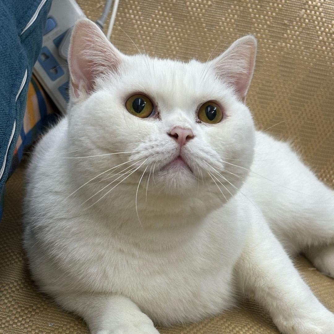 CF怼怼🧋
