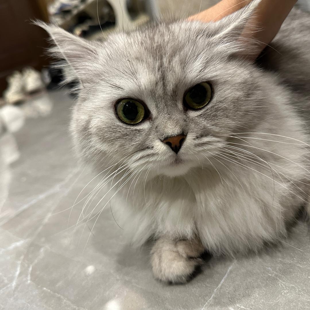 团团团长是只猫@抖音