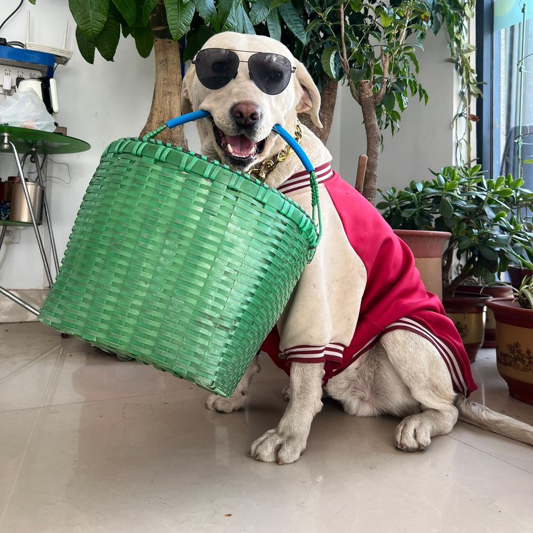 狗神训犬