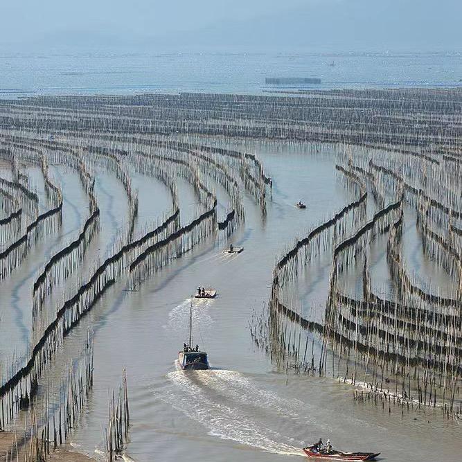 霞青水产