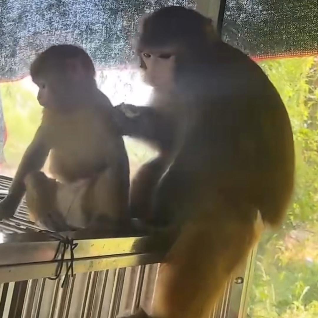 毛豆妹妹（丫头）