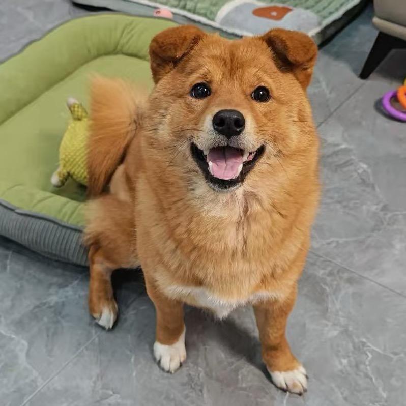挠头狗丸子