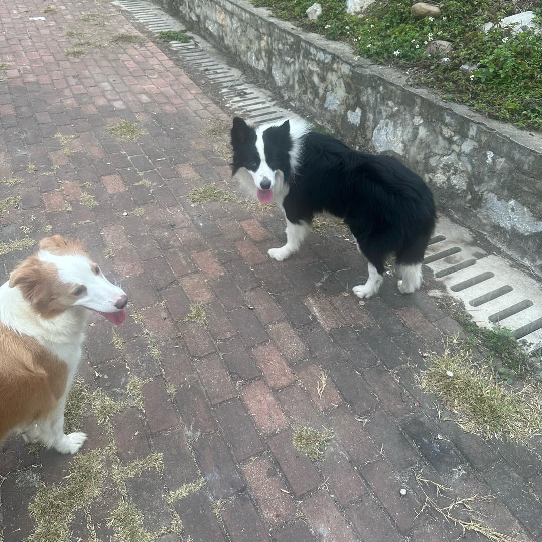 🌻云中君（代打，陪打，巅峰赛）