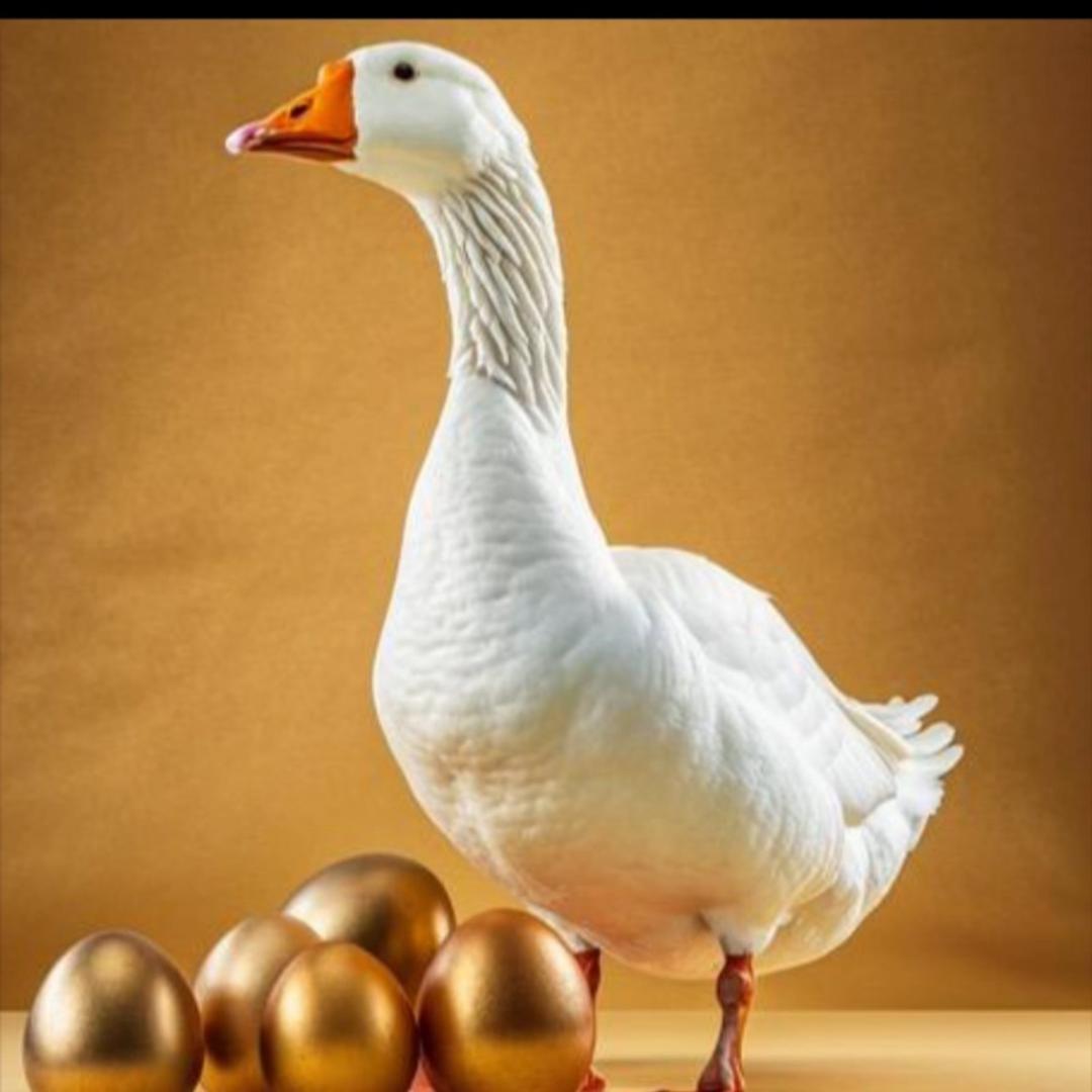 五只白鹅工厂店清货号