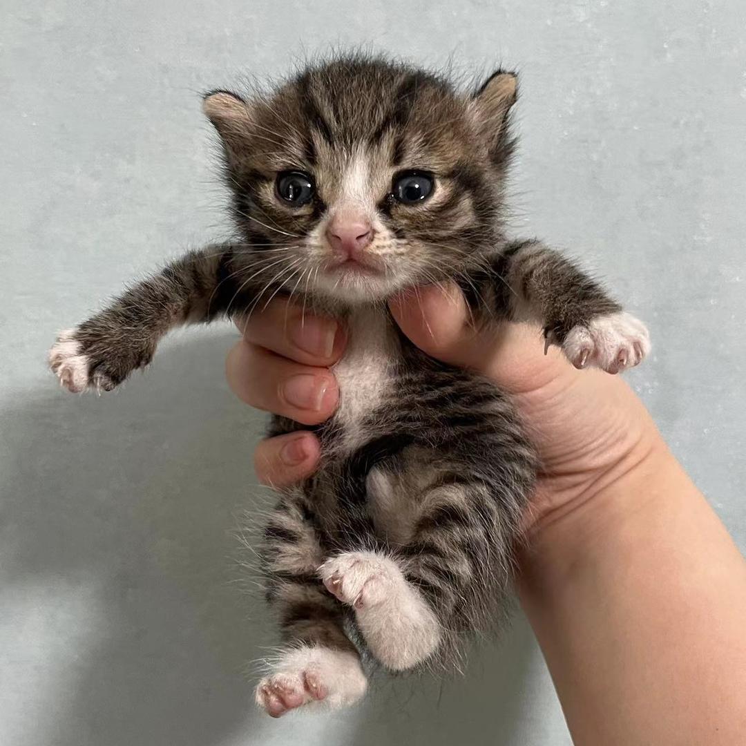 王叫花是只哈基米