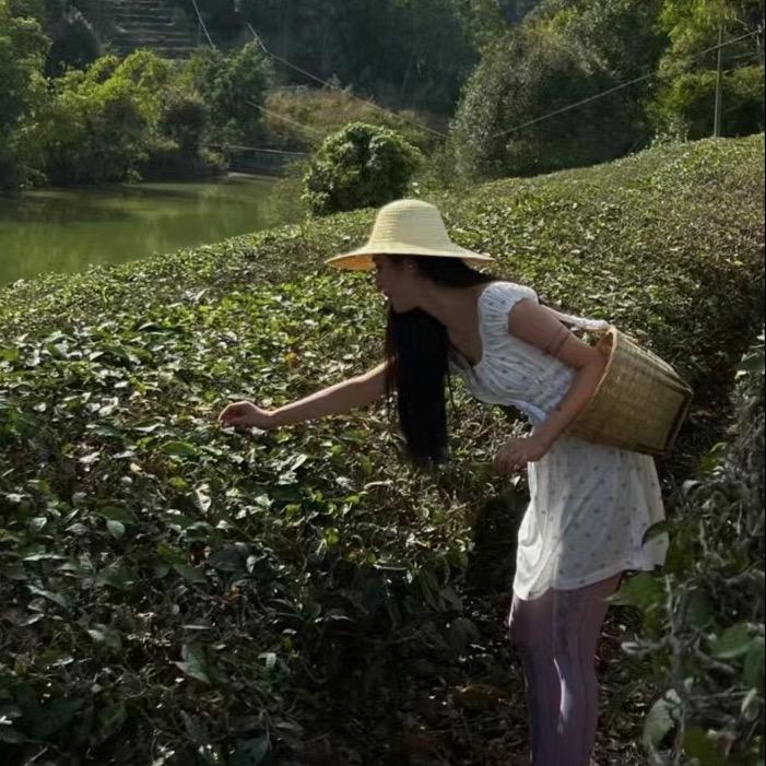 普洱茶