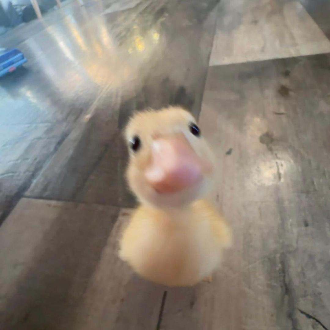 小唐嘎嘎乐