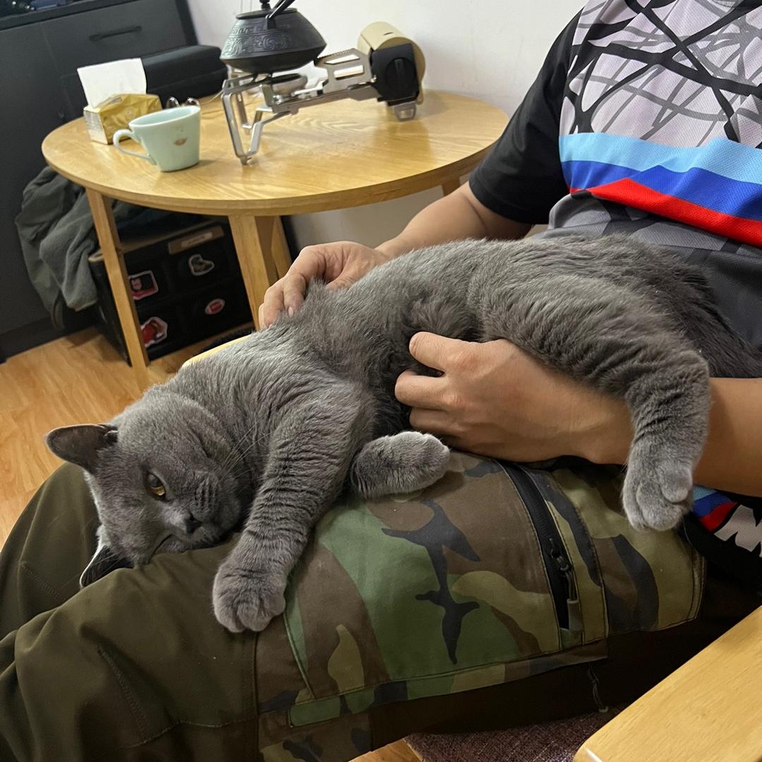 我的猫叫闹闹