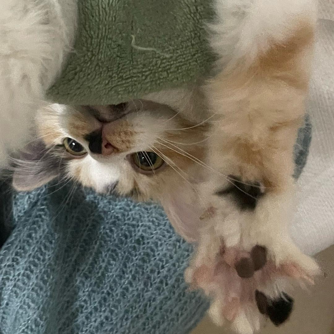 番茄鸡蛋仔