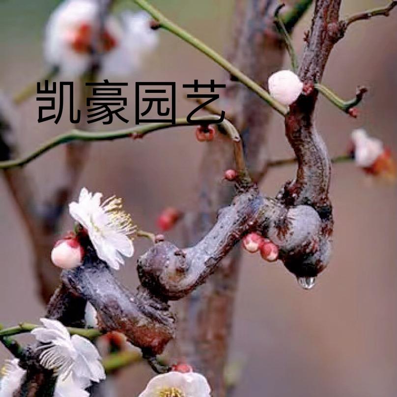 凯豪盆景园艺