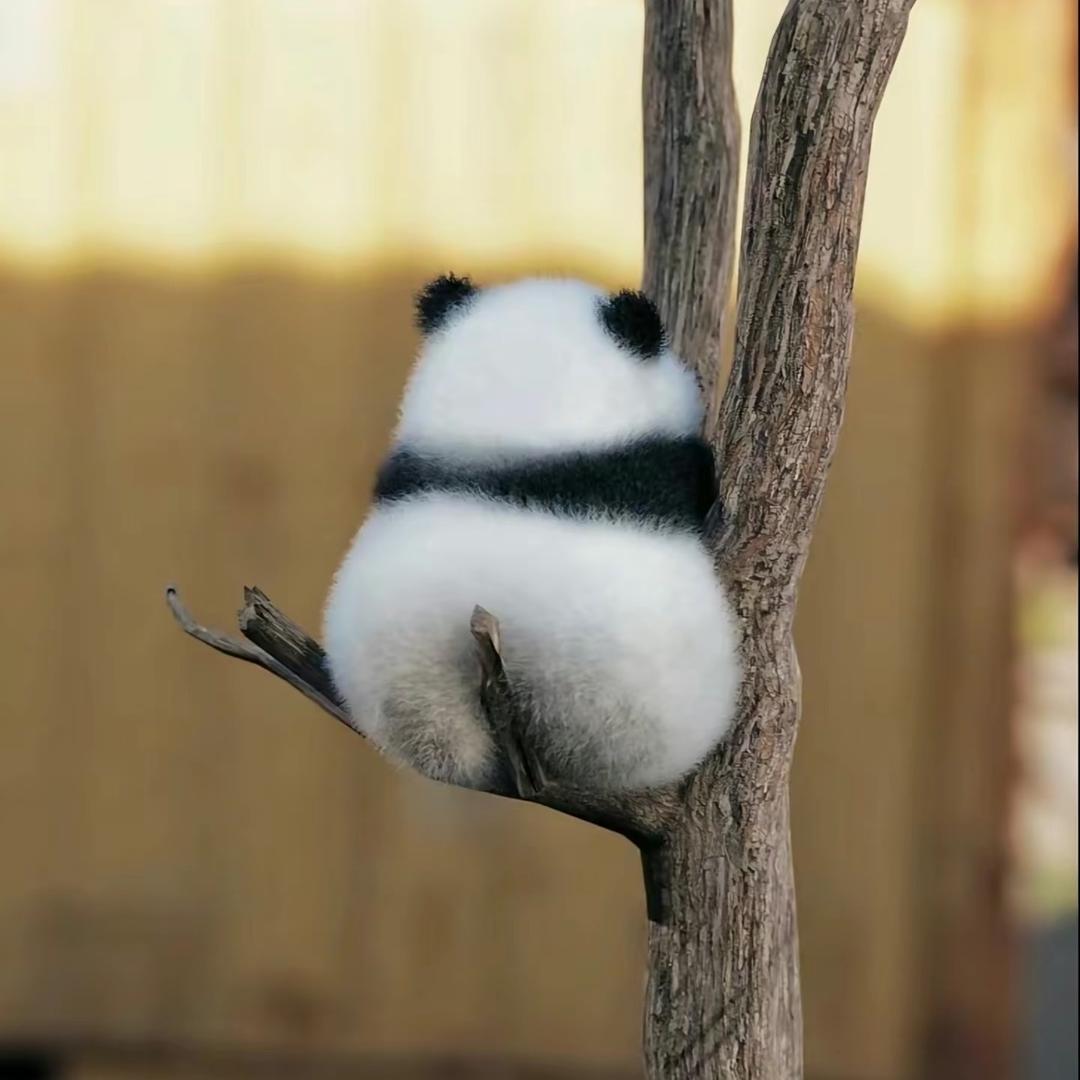 ʚ跳跳虎ɞ