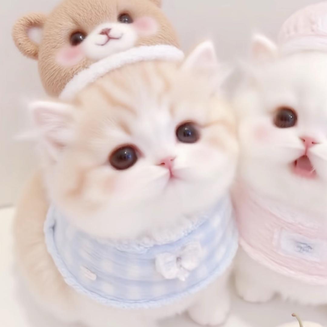 怡怡控