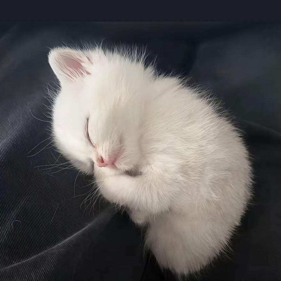 裙角